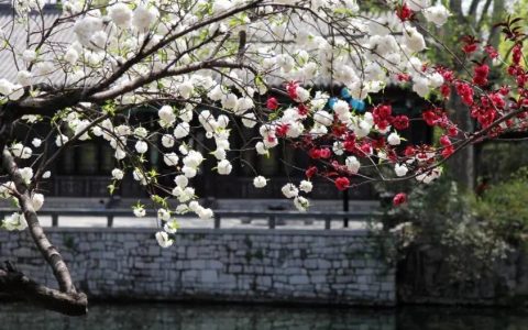 一树梨花压海棠是什么意思（一树梨花压海棠是苏轼写给谁的诗）